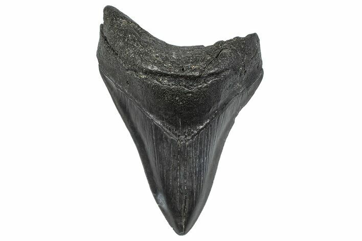 Fossil Megalodon Tooth - South Carolina #346185